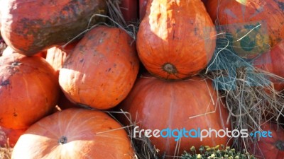 Pumpkin  Stock Photo