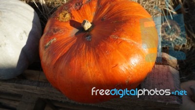 Pumpkin  Stock Photo