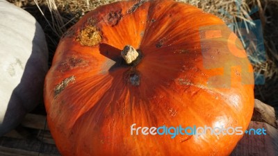 Pumpkin  Stock Photo