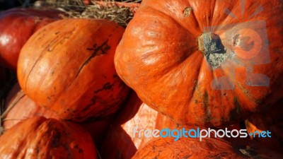 Pumpkin  Stock Photo