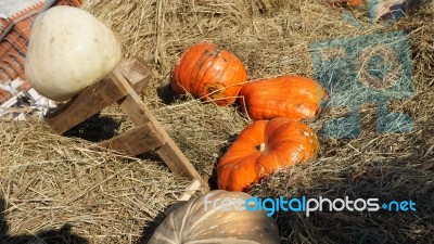 Pumpkin  Stock Photo