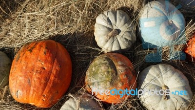 Pumpkin  Stock Photo