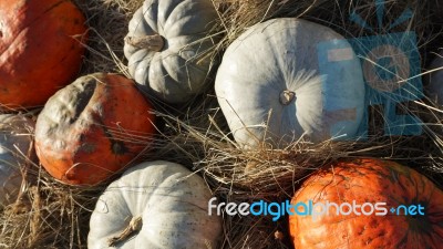 Pumpkin  Stock Photo