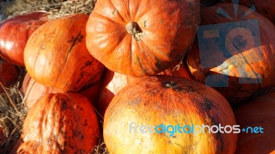 Pumpkin  Stock Photo