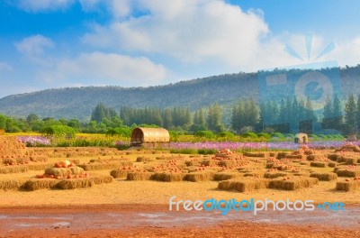 Pumpkin Farm Stock Photo