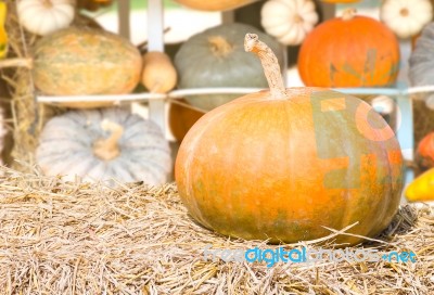 Pumpkin Farm Production In Rural Area Stock Photo