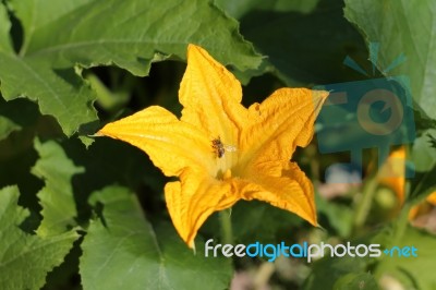 Pumpkin Flower And Bee Stock Photo