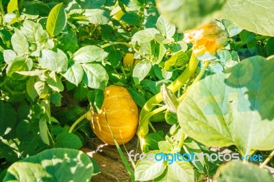 Pumpkin Growing In The Garden Stock Photo