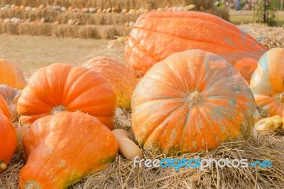 Pumpkin Harvest Season On The Farm Stock Photo