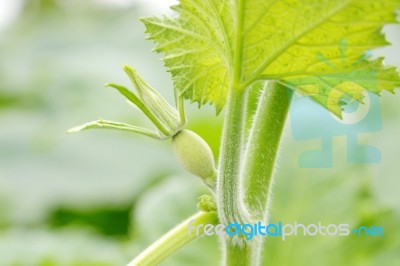 Pumpkin Leaf Isolated On White Background Stock Photo