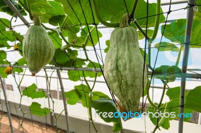 Pumpkin On A Field Stock Photo