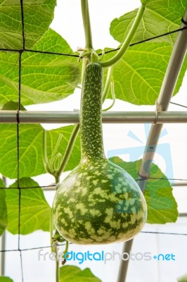 Pumpkin On A Field Stock Photo