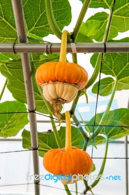 Pumpkin On A Field Stock Photo