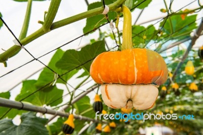 Pumpkin On A Field Stock Photo