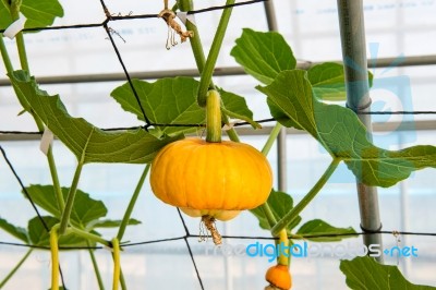 Pumpkin On A Field Stock Photo