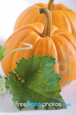 Pumpkin On The White Background Stock Photo