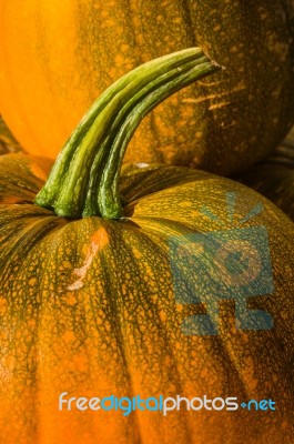 Pumpkin Or Pumpkin Sale Stock Photo