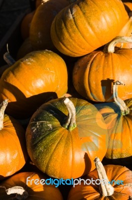 Pumpkin Or Pumpkin Sale Stock Photo