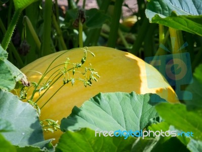 Pumpkin Ripening In The Sun Stock Photo