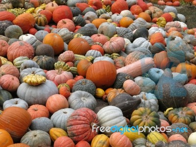 Pumpkins Stock Photo