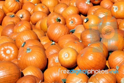 Pumpkins Stock Photo