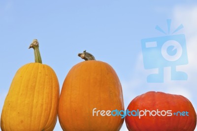 Pumpkins Stock Photo