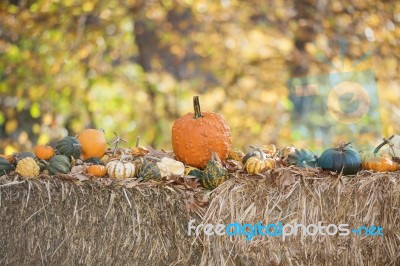 Pumpkins On Hay Stock Photo