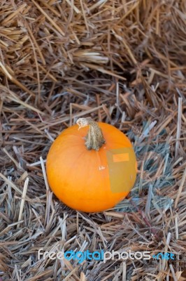 Pumpkins On Pumpkin Patch Stock Photo