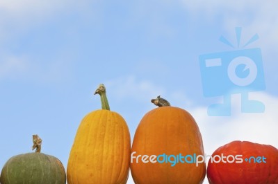 Pumpkins With Sky Background Stock Photo