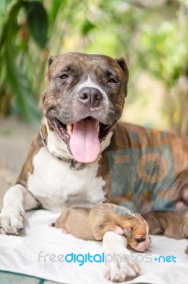 Puppies Drinking Milk Stock Photo