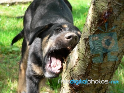 Puppy Stock Photo