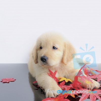 Puppy Stock Photo