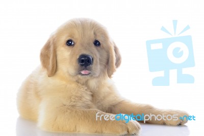 Puppy Stock Photo