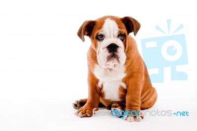 Puppy Stock Photo