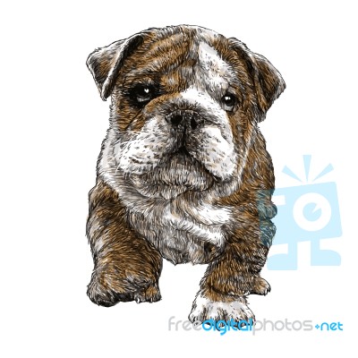 Puppy Bulldog Stock Image