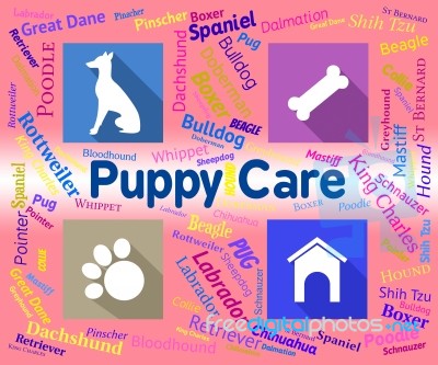 Puppy Care Shows Looking After And Canines Stock Image