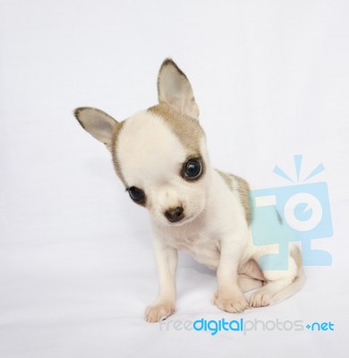 Puppy Chihuahua Stock Photo