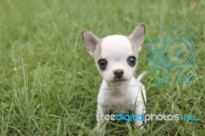 Puppy Chihuahua Stock Photo