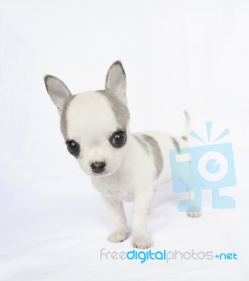 Puppy Chihuahua Stock Photo