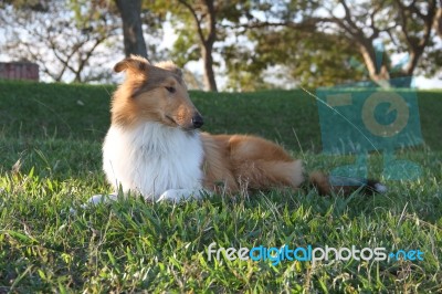 Puppy Collie On The Beach Pet Friendly Stock Photo