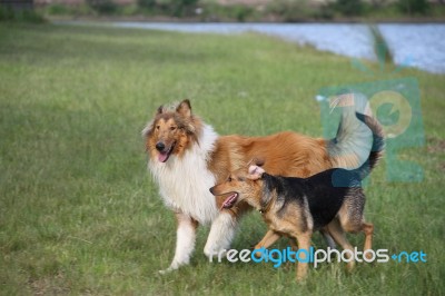 Puppy Collie On The Beach Pet Friendly Stock Photo