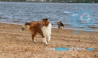 Puppy Collie On The Beach Pet Friendly Stock Photo