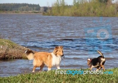 Puppy Collie On The Beach Pet Friendly Stock Photo