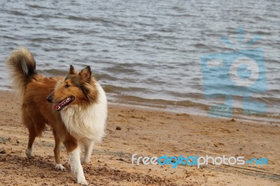 Puppy Collie On The Beach Pet Friendly Stock Photo