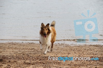 Puppy Collie On The Beach Pet Friendly Stock Photo