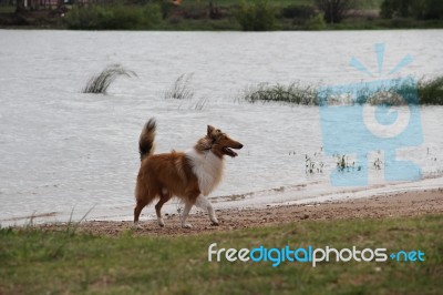 Puppy Collie On The Beach Pet Friendly Stock Photo