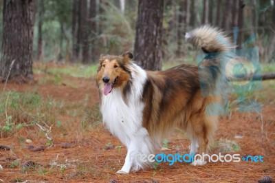 Puppy Collie On The Beach Pet Friendly Stock Photo