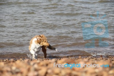 Puppy Collie On The Beach Pet Friendly Stock Photo