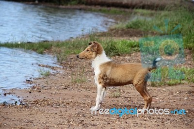 Puppy Collie On The Beach Pet Friendly Stock Photo