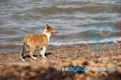 Puppy Collie On The Beach Pet Friendly Stock Photo